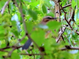 Image of Bearded Scrub Robin