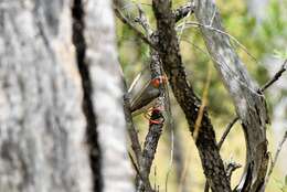 صورة Taeniopygia guttata castanotis (Gould 1837)