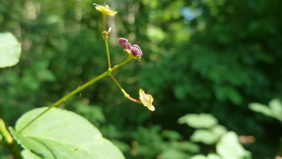 Image de Euonymus verrucosus Scop.