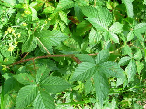 صورة Rubus setosus Bigelow