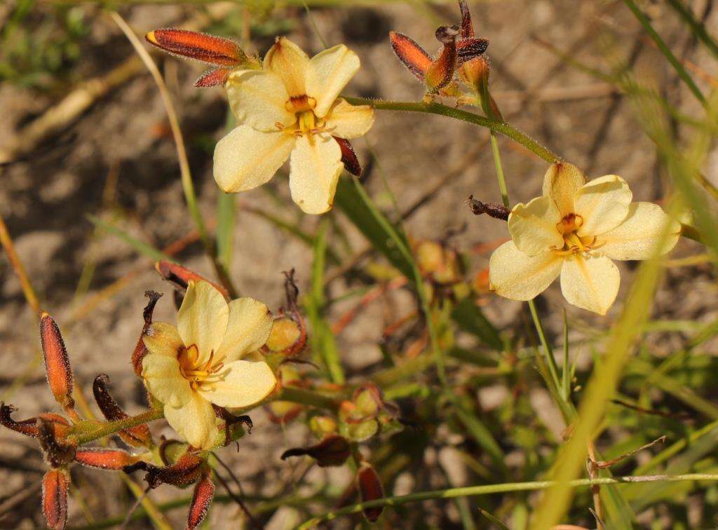 Image of Wachendorfia brachyandra W. F. Barker