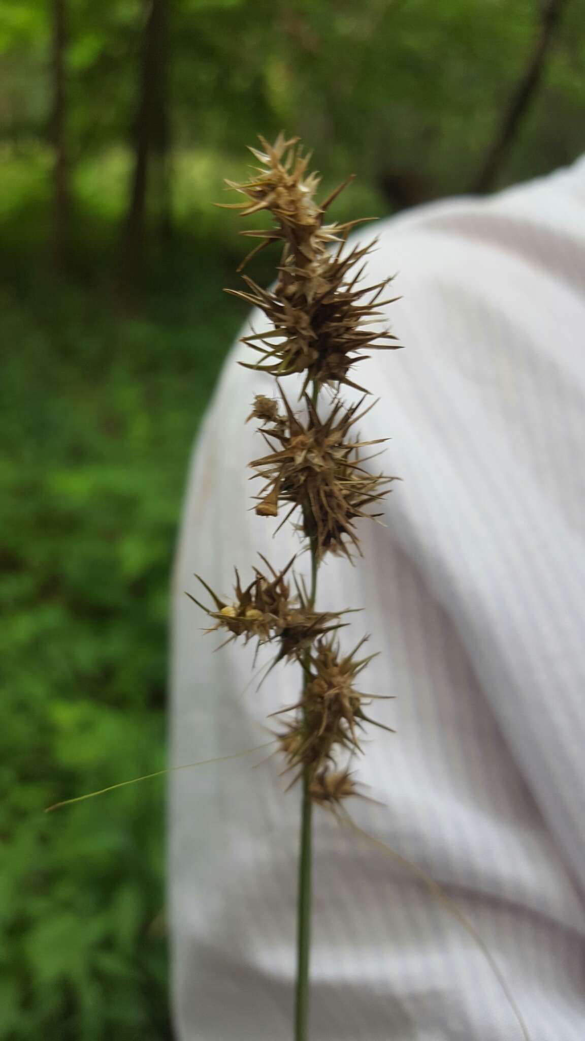 Image of Raven-Foot Sedge