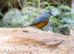 Image of Forest Rock Thrush