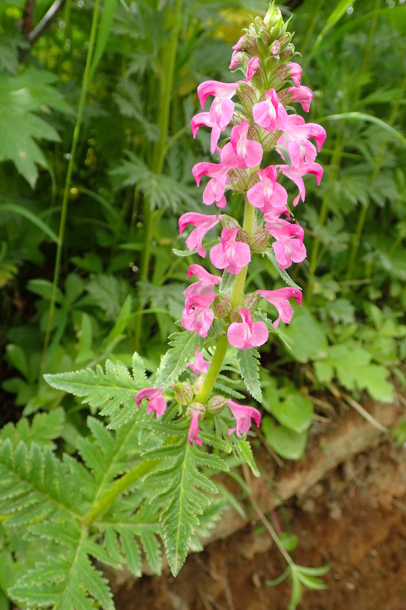 Слика од Pedicularis chamissonis Stev.