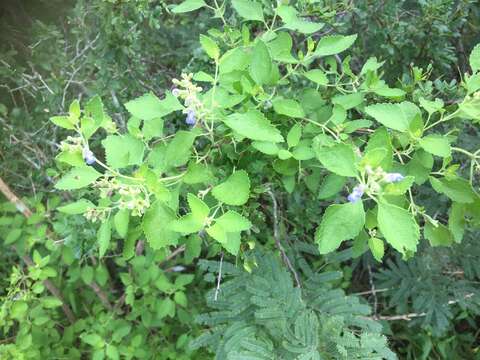 Salvia ballotiflora Benth. resmi