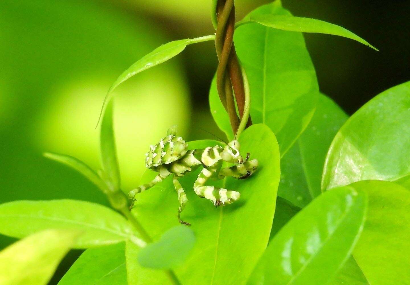 Plancia ëd Theopropus elegans Westwood 1832