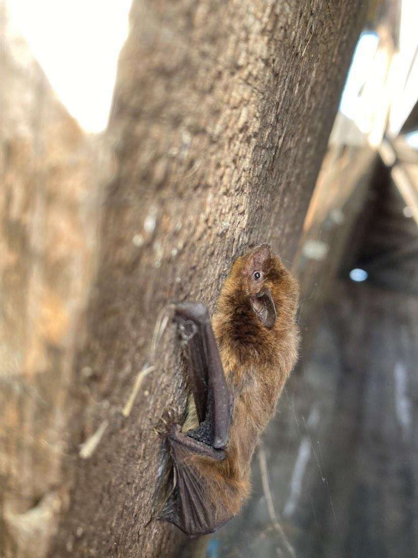 Image of Pipistrellini Tate 1942