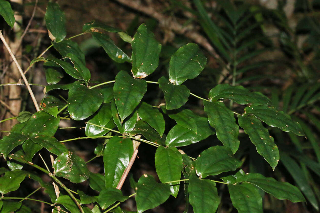 Sivun Ripogonum elseyanum F. Muell. kuva