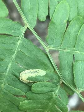 Image of Phytoliriomyza clara Melander 1913