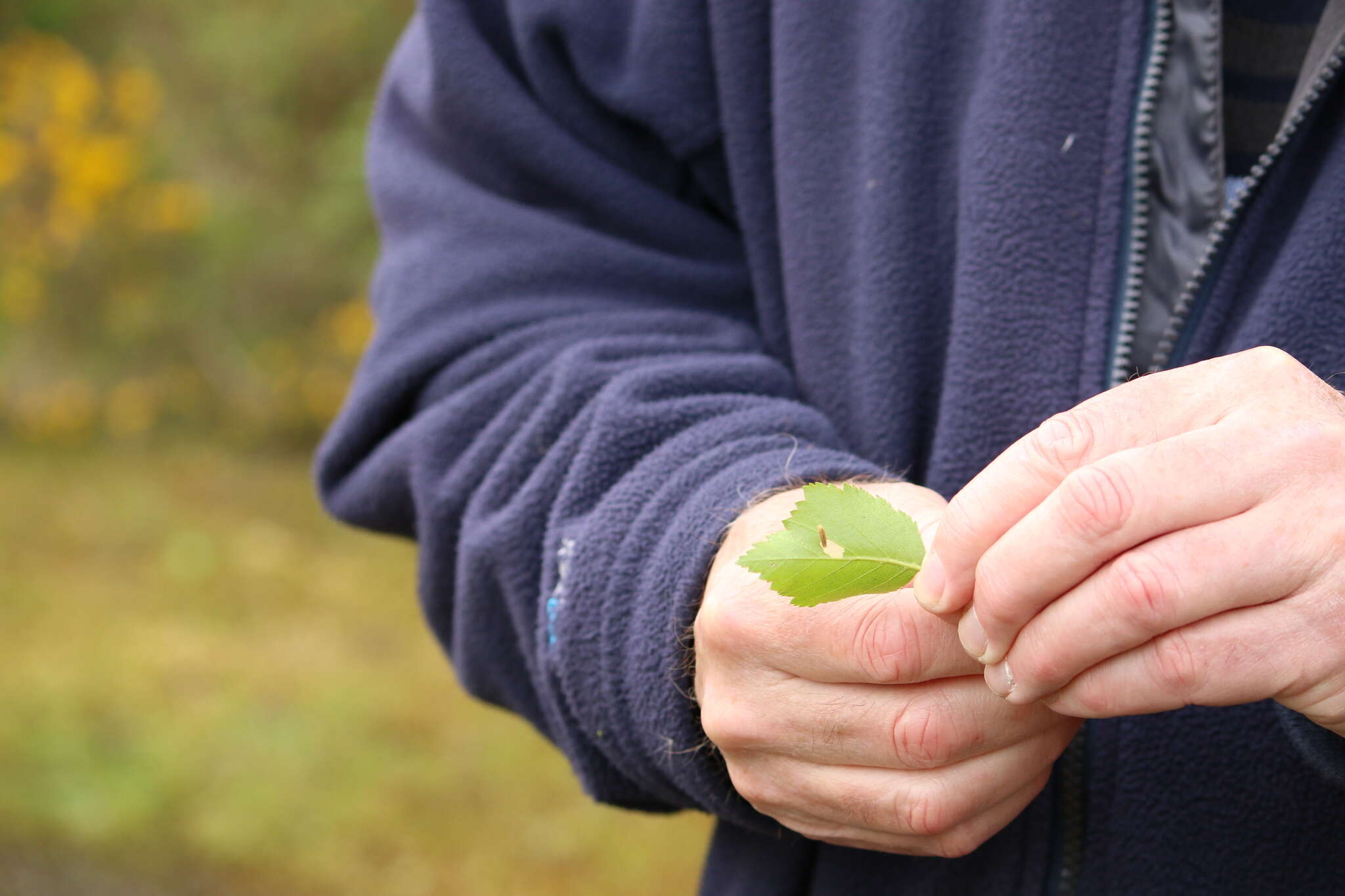 Image of Casebearer moth