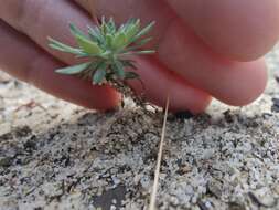 Stylidium brunonianum subsp. brunonianum resmi