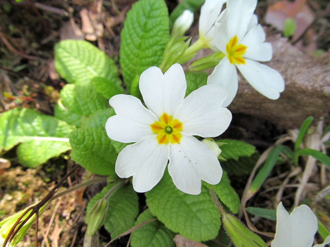 Image of <i>Primula pruhonicensis</i>