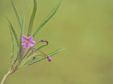 Imagem de Solanum glaucophyllum Desf.