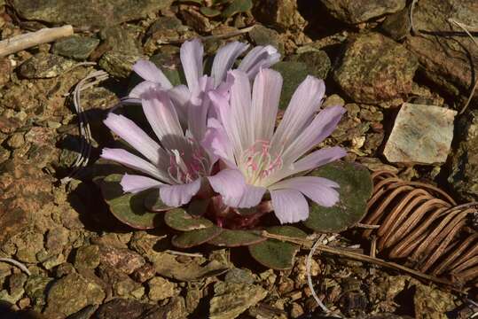 Image of Kellogg's lewisia