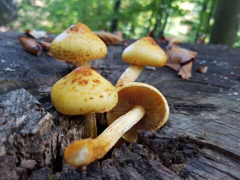 Image of Pholiota aurivella (Batsch) P. Kumm. 1871