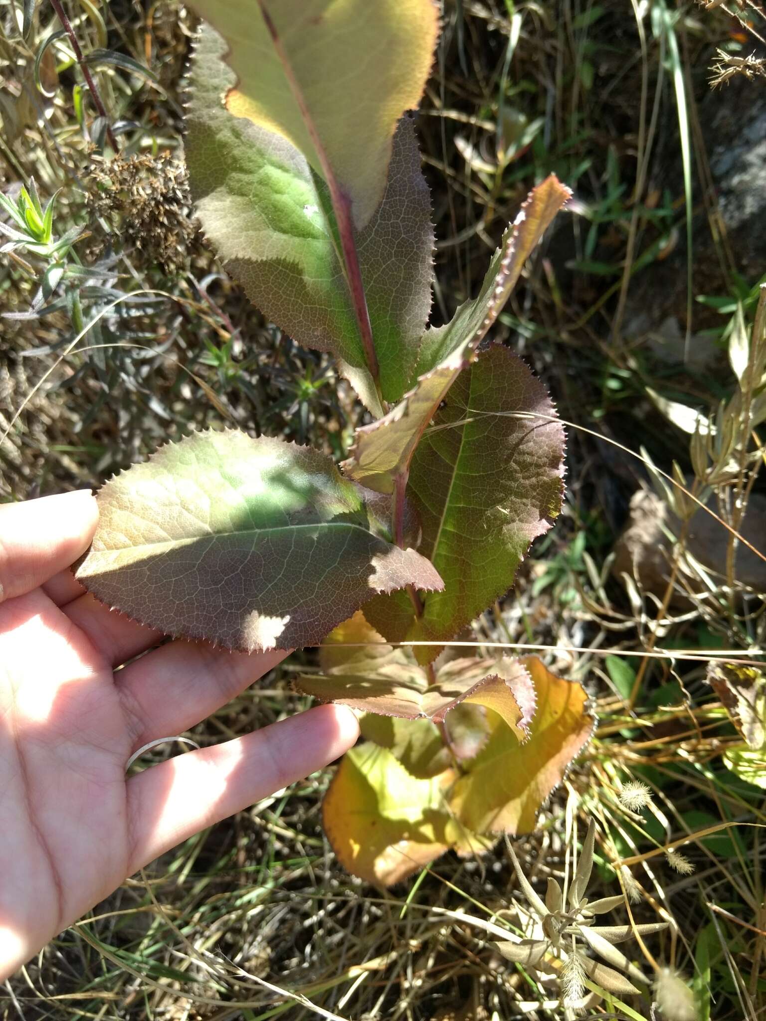 Plancia ëd Acourtia fruticosa (La Llave & Lex.) B. L. Turner