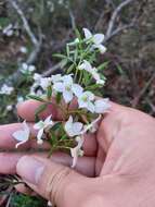 Image of Boronia floribunda Sieber ex Spreng.