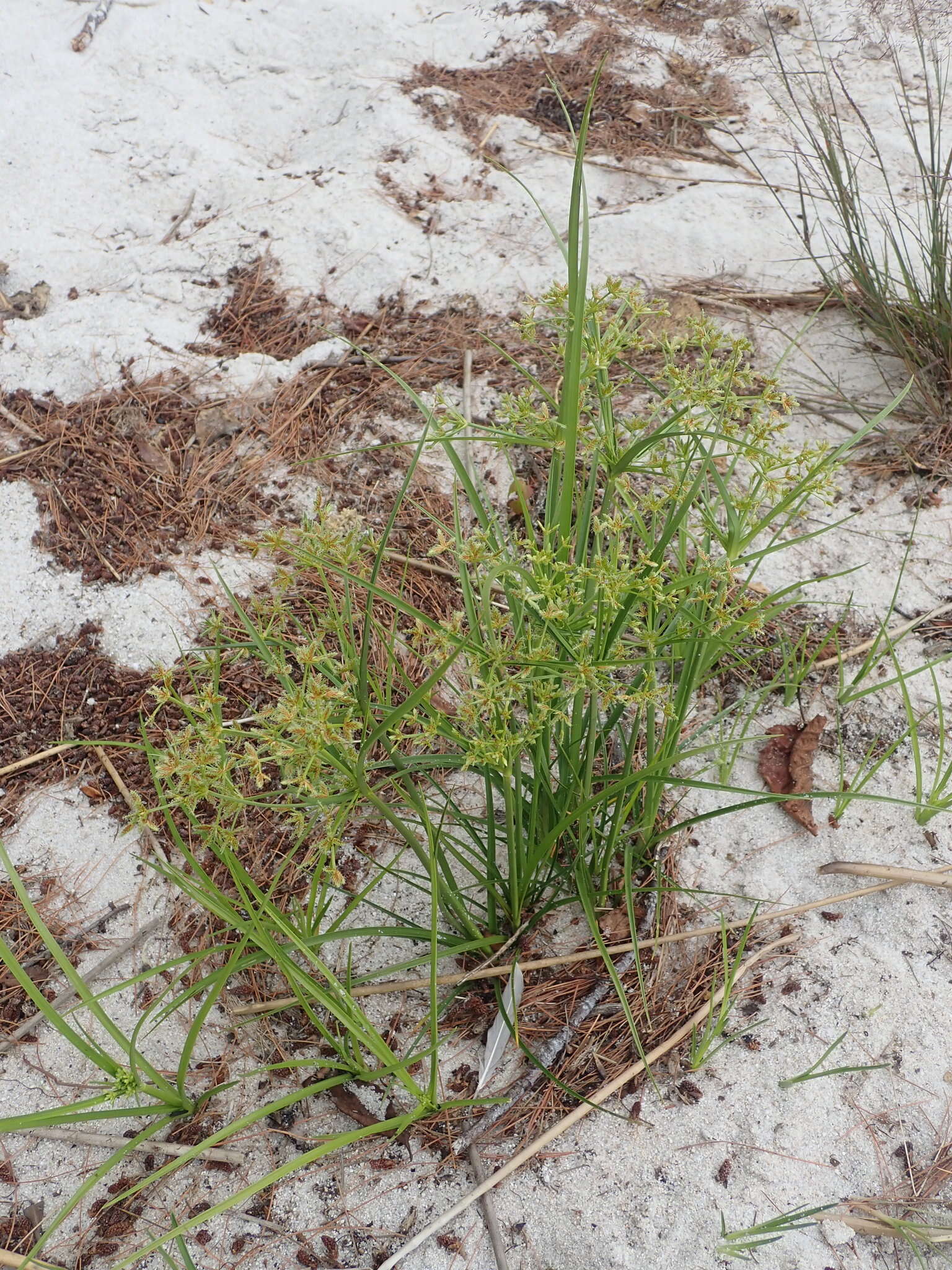 Image of Dentate umbrella sedge