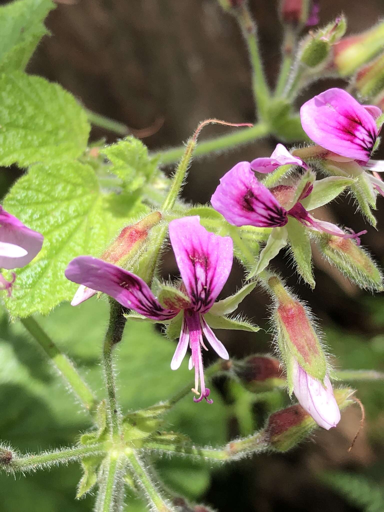 Image of Pelargonium papilionaceum (L.) L'Her. ex Ait.