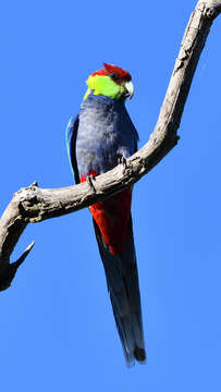 Image of Purpureicephalus Bonaparte 1854