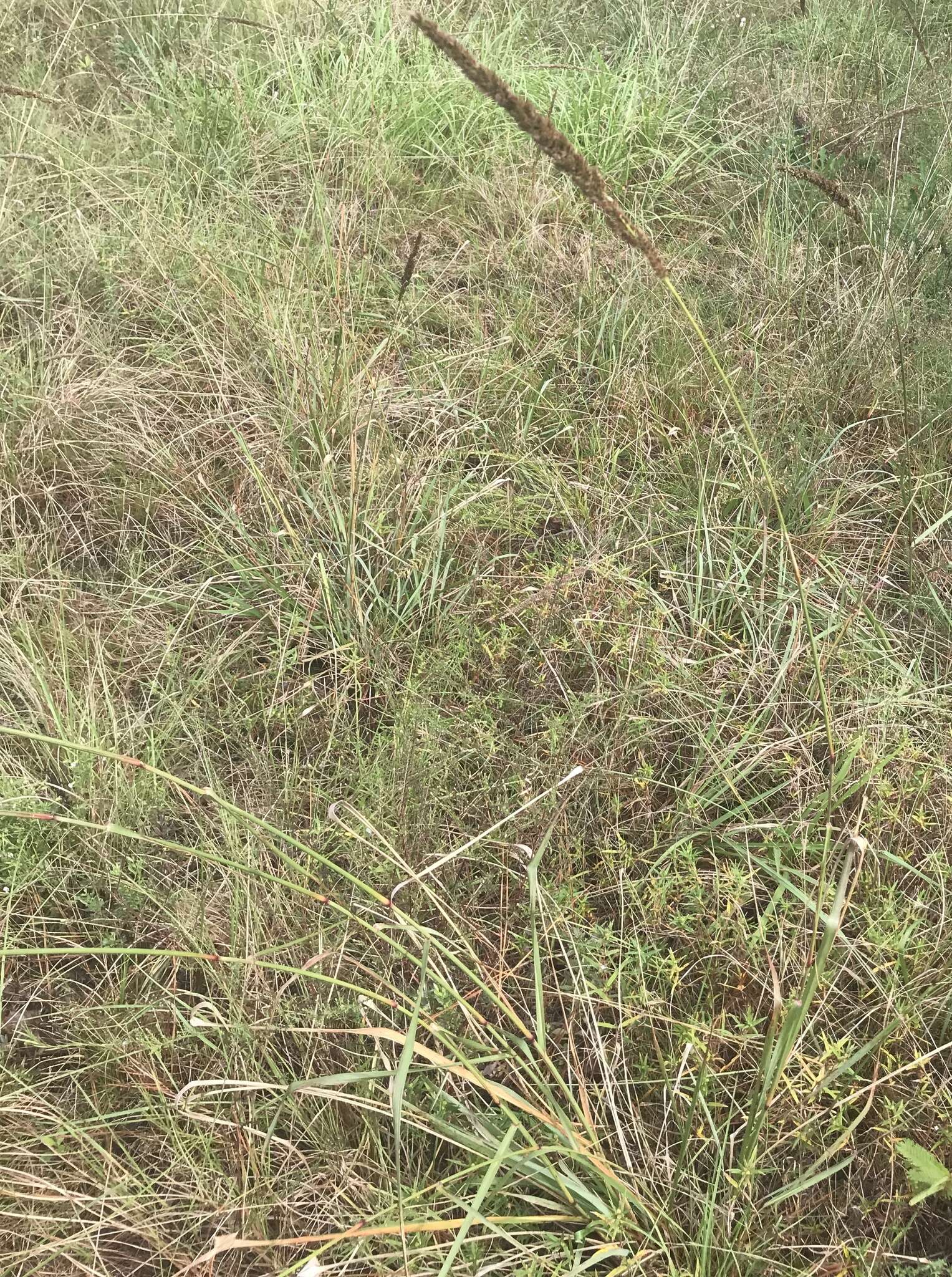 Image of Long-Spike Fluff Grass