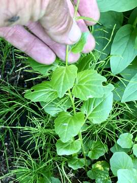 Image of Large Mountain Bittercress