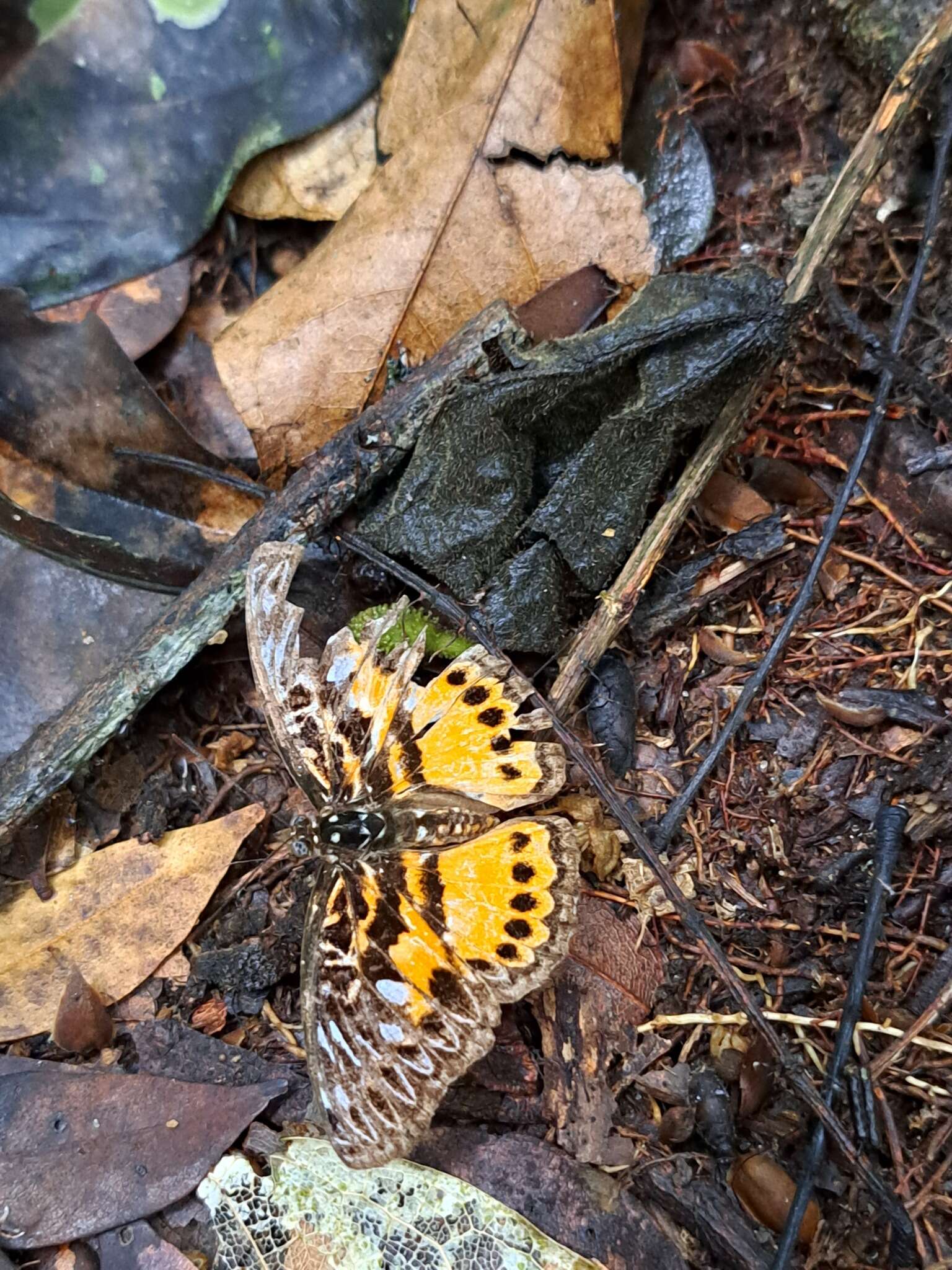 Image of <i>Euptera rufoides</i>