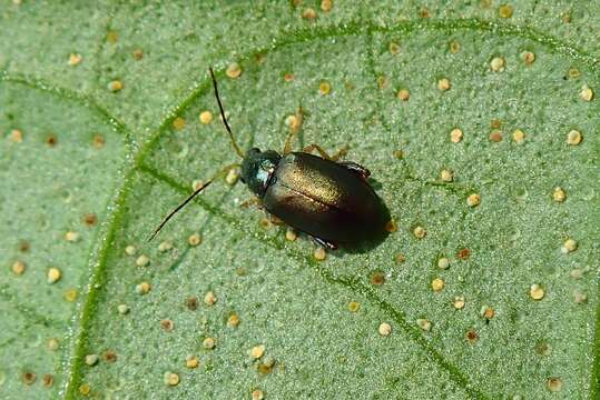 Image of <i>Aphthona strigosa</i>