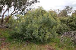 Image of Acacia deanei subsp. paucijuga (F. Muell. ex N. A. Wakef.) Tindale