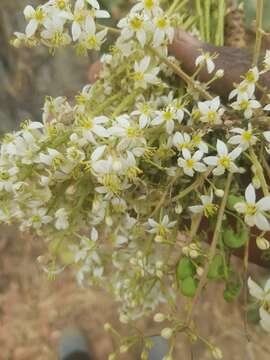 Plancia ëd Boswellia dalzielii Hutchinson