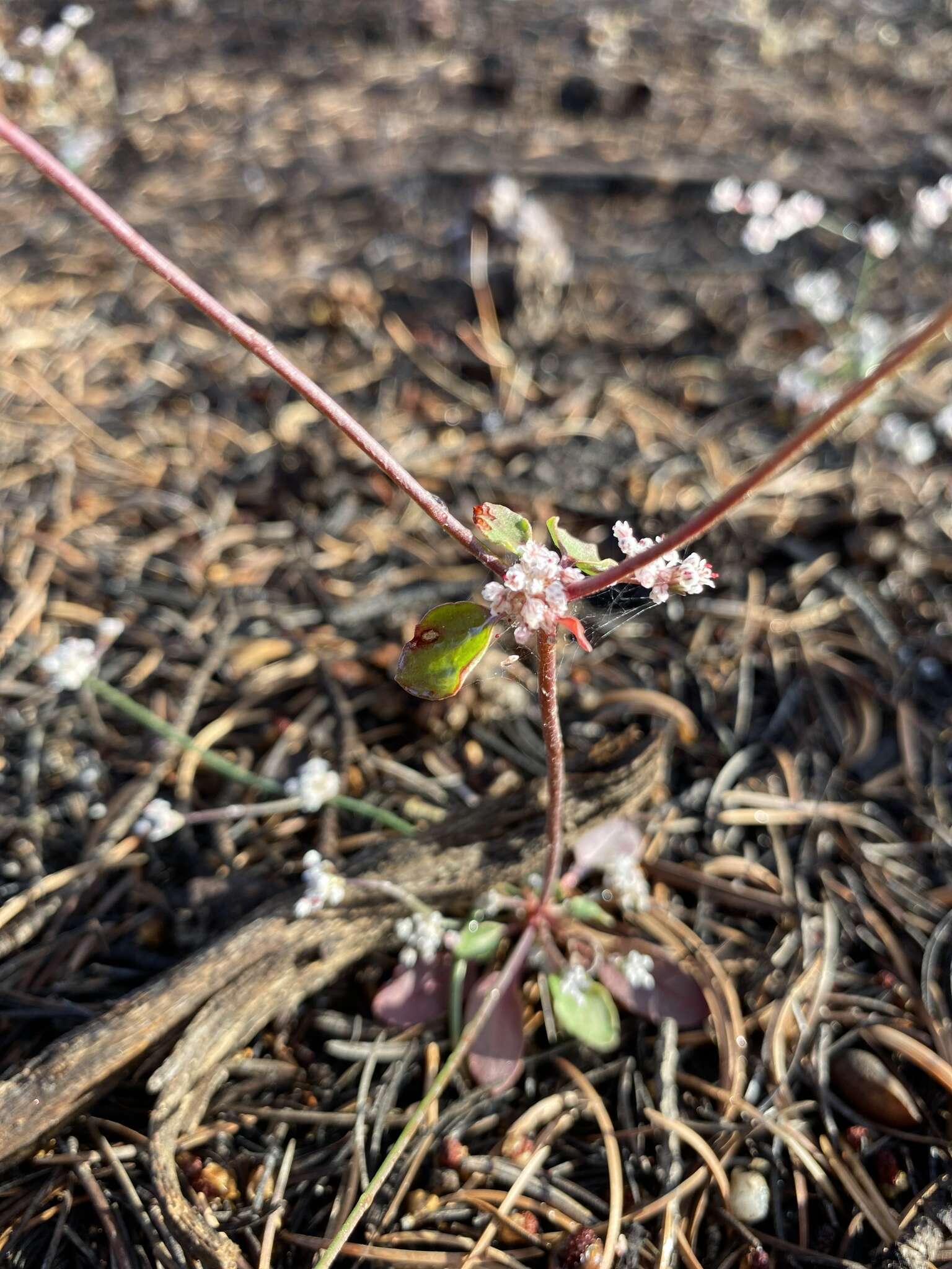 Image of Baja buckwheat