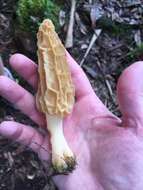 Image of Morchella herediana L. D. Gómez 1971