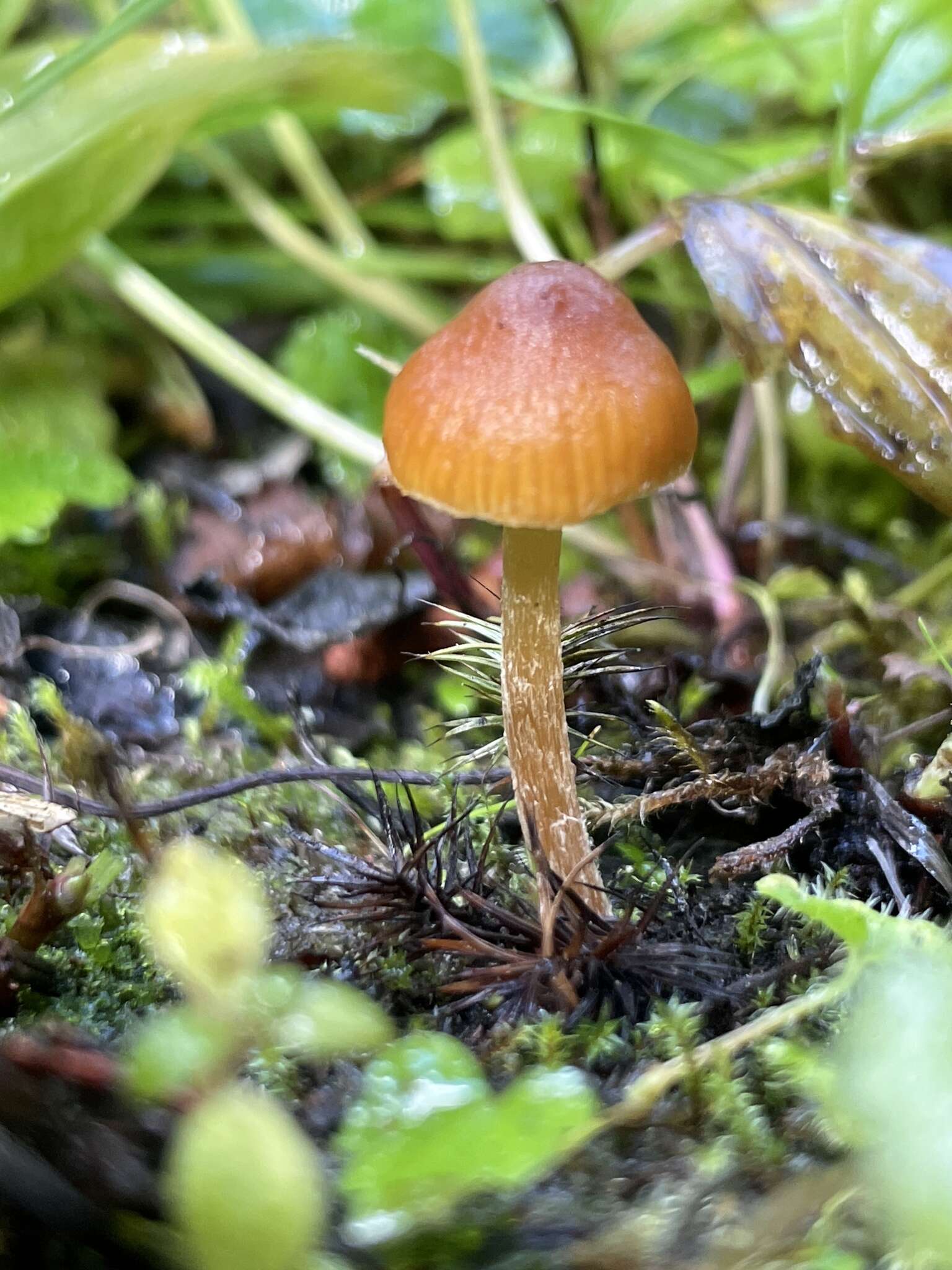 Image of Galerina lubrica A. H. Sm. 1964