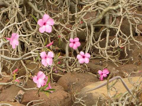 Image de Adenium obesum subsp. swazicum (Stapf) G. D. Rowley