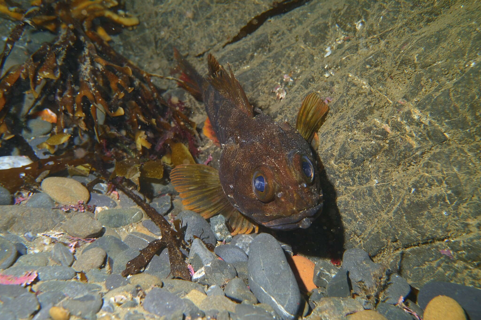 Image of Red gurnard perch