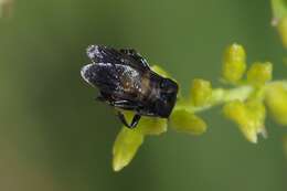 Ripiphorus schwarzi (Le Conte 1880)的圖片