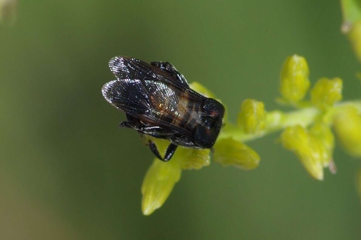 Image of Ripiphorus schwarzi (Le Conte 1880)