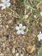 Imagem de Heterochroa desertorum Bunge