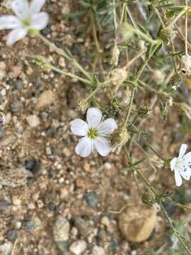 Heterochroa desertorum Bunge的圖片