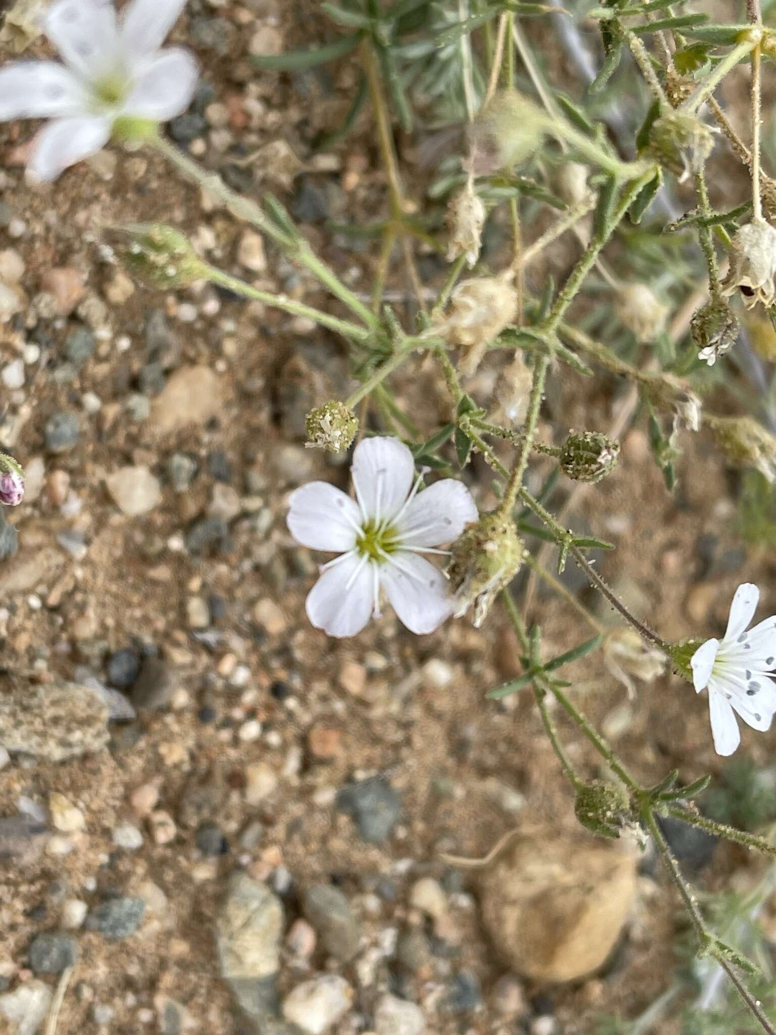 Plancia ëd Heterochroa desertorum Bunge