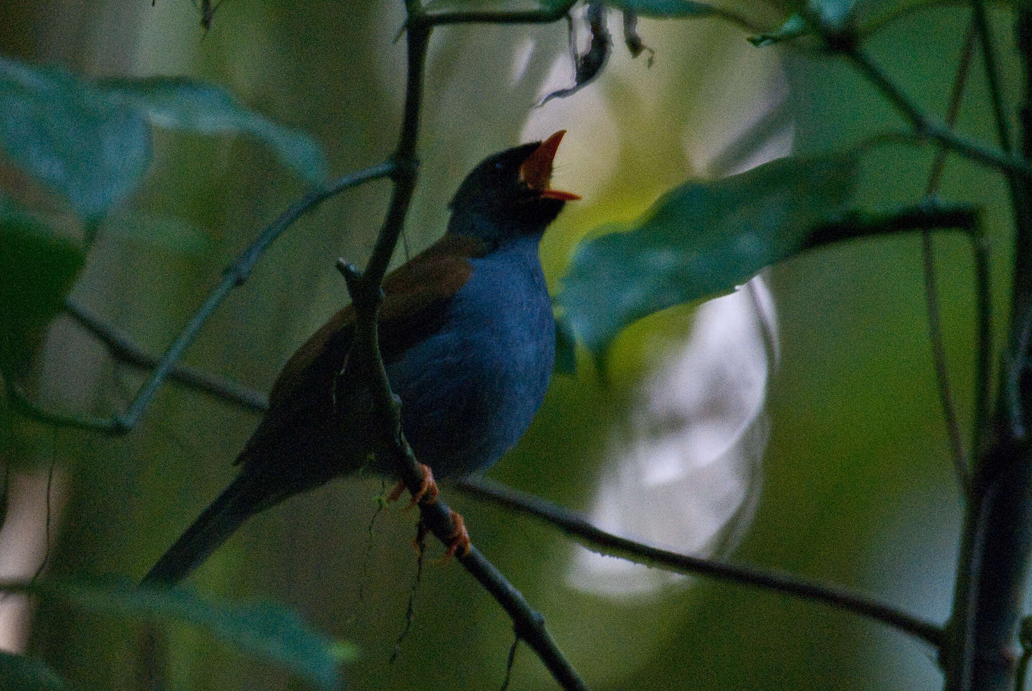 Imagem de Myadestes coloratus Nelson 1912