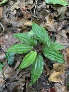 Crepidium roohutuensis (Fukuy.) T. P. Lin的圖片