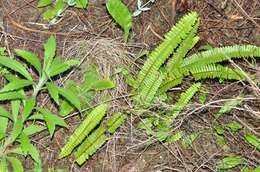 Image of narrow swordfern