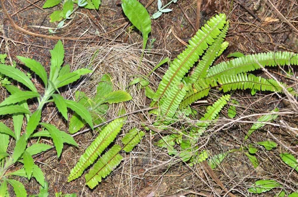 Image of narrow swordfern