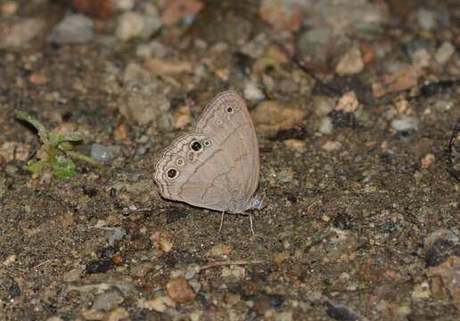 Image of Cissia themis