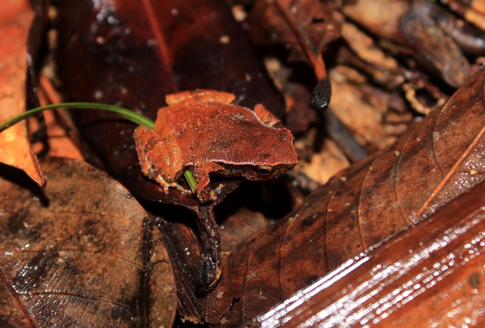 Image of Kalophrynus meizon Zug 2015