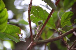 Image of Glossostipula concinna (Standl.) Lorence