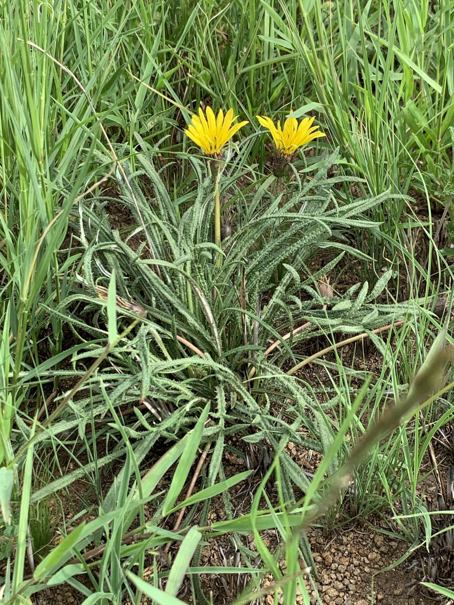 Image of Common gazania