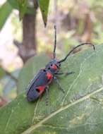 Sivun Tetraopes batesi Chemsak 1963 kuva