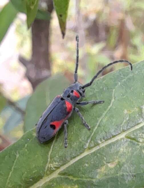 Sivun Tetraopes batesi Chemsak 1963 kuva